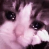 kucing.a jihan 8