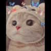 cute cats 14