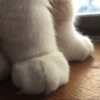kucing by yana 10