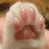 kucing by yana 11