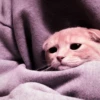kucing.a jihan 9