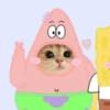 cute cats 17