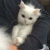 kucing by yana 13
