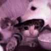 kucing.a jihan 10
