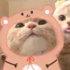 cute cats 19