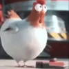 Nafise the chicken 11