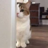 kucing by yana 19