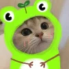 cute cats 22