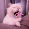 kucing.a jihan 11