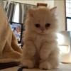 kucing by yana 22