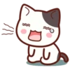 Cute Cat Daily life 21