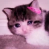 kucing.a jihan 13