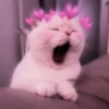 kucing.a jihan 15