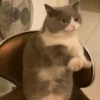 kucing by yana 24
