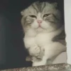 kucing by yana 25