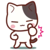 Cute Cat Daily life 27