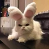 kucing by yana 26