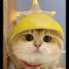 cute cats 27