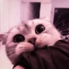 kucing.a jihan 17