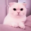 kucing.a jihan 18