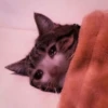 kucing.a jihan 19