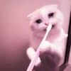 kucing.a jihan 20