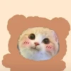cute cats 29
