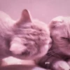 kucing.a jihan 21