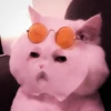 kucing.a jihan 22