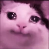 kucing.a jihan 23