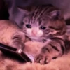 kucing.a jihan 24