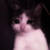 kucing.a jihan 25