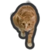 Animals 5