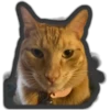 Animals 11