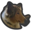 Animals 13