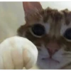 cats 5