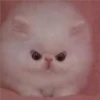 cats 6