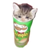 cats 5