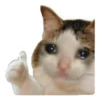 cats 6