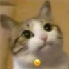cats 7