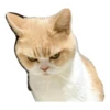 cats 8