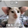 cats 9