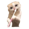 cats 10