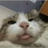 cats 10