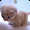 HI