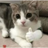 cats 12