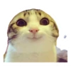 cats 12
