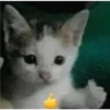 cats 13
