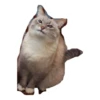 cats 13
