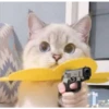 cats 16
